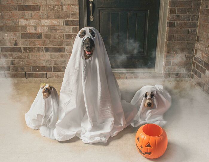 Dog Ghost Costume