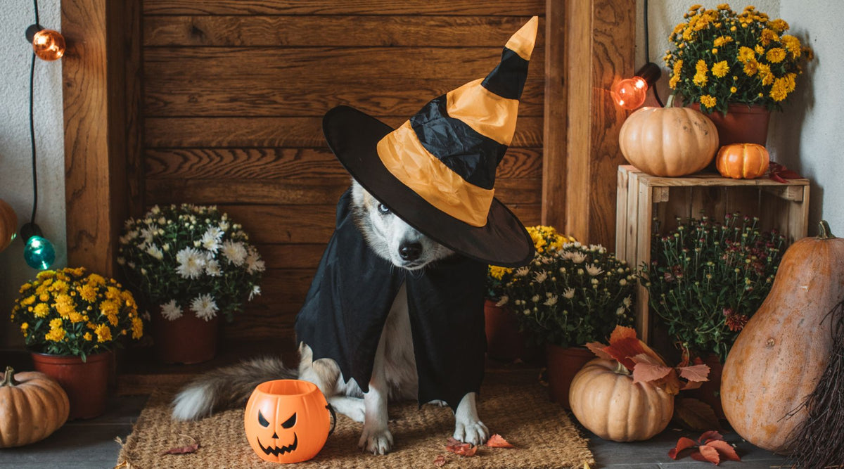 Dog Witch Costume